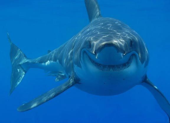 Smiling shark : animalssmiling