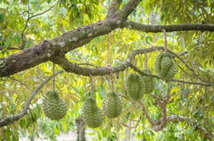 No, Don’t Faint: Why Durian is a Must-Have Tropical Fruit
