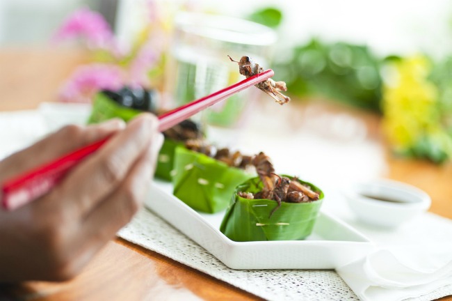 insect-food-4